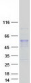 LRRC74A Protein - Purified recombinant protein C14orf166B was analyzed by SDS-PAGE gel and Coomassie Blue Staining