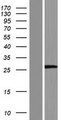 LRRC75A / C17orf76 Protein - Western validation with an anti-DDK antibody * L: Control HEK293 lysate R: Over-expression lysate