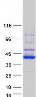 LRRC75A / C17orf76 Protein - Purified recombinant protein LRRC75A was analyzed by SDS-PAGE gel and Coomassie Blue Staining