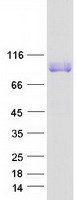 LRRC8A / LRRC8 Protein - Purified recombinant protein LRRC8A was analyzed by SDS-PAGE gel and Coomassie Blue Staining