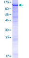 LRRC8B Protein - 12.5% SDS-PAGE of human LRRC8B stained with Coomassie Blue