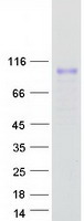 LRRC8C Protein - Purified recombinant protein LRRC8C was analyzed by SDS-PAGE gel and Coomassie Blue Staining