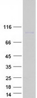 LRRC8D / LRRC5 Protein - Purified recombinant protein LRRC8D was analyzed by SDS-PAGE gel and Coomassie Blue Staining
