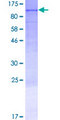 LRRC8E Protein - 12.5% SDS-PAGE of human LRRC8E stained with Coomassie Blue