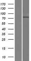 LRRIQ3 Protein - Western validation with an anti-DDK antibody * L: Control HEK293 lysate R: Over-expression lysate