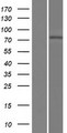 LRRIQ3 Protein - Western validation with an anti-DDK antibody * L: Control HEK293 lysate R: Over-expression lysate