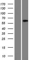 LRRIQ4 Protein - Western validation with an anti-DDK antibody * L: Control HEK293 lysate R: Over-expression lysate