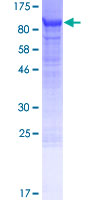 LRRN1 Protein - 12.5% SDS-PAGE of human LRRN1 stained with Coomassie Blue