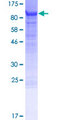 LRRN1 Protein - 12.5% SDS-PAGE of human LRRN1 stained with Coomassie Blue