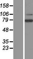 LRRN3 Protein - Western validation with an anti-DDK antibody * L: Control HEK293 lysate R: Over-expression lysate