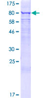 LRRN3 Protein - 12.5% SDS-PAGE of human LRRN3 stained with Coomassie Blue