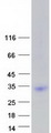 LRRN4CL Protein - Purified recombinant protein LRRN4CL was analyzed by SDS-PAGE gel and Coomassie Blue Staining