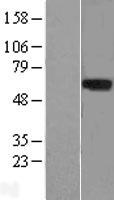 LRRTM1 Protein - Western validation with an anti-DDK antibody * L: Control HEK293 lysate R: Over-expression lysate