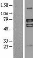 LRRTM4 Protein - Western validation with an anti-DDK antibody * L: Control HEK293 lysate R: Over-expression lysate