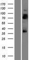 LRRTM4 Protein - Western validation with an anti-DDK antibody * L: Control HEK293 lysate R: Over-expression lysate