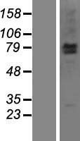 LRSAM1 Protein - Western validation with an anti-DDK antibody * L: Control HEK293 lysate R: Over-expression lysate