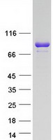 LRSAM1 Protein - Purified recombinant protein LRSAM1 was analyzed by SDS-PAGE gel and Coomassie Blue Staining