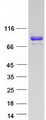 LRSAM1 Protein - Purified recombinant protein LRSAM1 was analyzed by SDS-PAGE gel and Coomassie Blue Staining