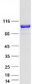 LRSAM1 Protein - Purified recombinant protein LRSAM1 was analyzed by SDS-PAGE gel and Coomassie Blue Staining