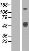 LRTM1 Protein - Western validation with an anti-DDK antibody * L: Control HEK293 lysate R: Over-expression lysate