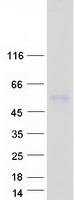 LRTM2 Protein - Purified recombinant protein LRTM2 was analyzed by SDS-PAGE gel and Coomassie Blue Staining