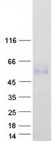LRTM2 Protein - Purified recombinant protein LRTM2 was analyzed by SDS-PAGE gel and Coomassie Blue Staining