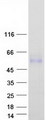 LRTM2 Protein - Purified recombinant protein LRTM2 was analyzed by SDS-PAGE gel and Coomassie Blue Staining