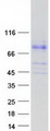 LRWD1 Protein - Purified recombinant protein LRWD1 was analyzed by SDS-PAGE gel and Coomassie Blue Staining