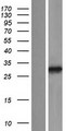 Ls175838 Protein - Western validation with an anti-DDK antibody * L: Control HEK293 lysate R: Over-expression lysate