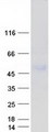 LSAMP / LAMP Protein - Purified recombinant protein LSAMP was analyzed by SDS-PAGE gel and Coomassie Blue Staining