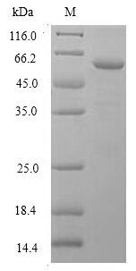 LSD / DNASE1L3 Protein - (Tris-Glycine gel) Discontinuous SDS-PAGE (reduced) with 5% enrichment gel and 15% separation gel.