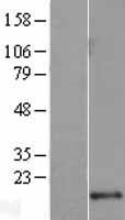 LSM10 Protein - Western validation with an anti-DDK antibody * L: Control HEK293 lysate R: Over-expression lysate