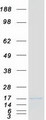 LSM10 Protein - Purified recombinant protein LSM10 was analyzed by SDS-PAGE gel and Coomassie Blue Staining