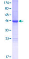 LSM12 Protein - 12.5% SDS-PAGE of human LSM12 stained with Coomassie Blue