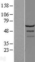 LSM14A Protein - Western validation with an anti-DDK antibody * L: Control HEK293 lysate R: Over-expression lysate