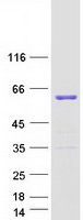 LSM14A Protein - Purified recombinant protein LSM14A was analyzed by SDS-PAGE gel and Coomassie Blue Staining