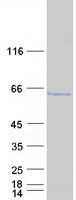 LSM14A Protein - Purified recombinant protein LSM14A was analyzed by SDS-PAGE gel and Coomassie Blue Staining