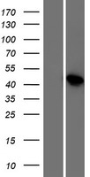 LSM14B Protein - Western validation with an anti-DDK antibody * L: Control HEK293 lysate R: Over-expression lysate