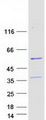LSM14B Protein - Purified recombinant protein LSM14B was analyzed by SDS-PAGE gel and Coomassie Blue Staining