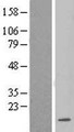 LSM3 Protein - Western validation with an anti-DDK antibody * L: Control HEK293 lysate R: Over-expression lysate