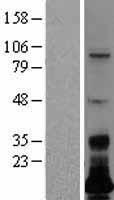 LSMEM1 / C7orf53 Protein - Western validation with an anti-DDK antibody * L: Control HEK293 lysate R: Over-expression lysate