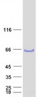 LSP1 Protein - Purified recombinant protein LSP1 was analyzed by SDS-PAGE gel and Coomassie Blue Staining