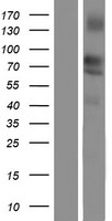 LSR / LISCH7 Protein - Western validation with an anti-DDK antibody * L: Control HEK293 lysate R: Over-expression lysate