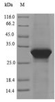 LSR / LISCH7 Protein - (Tris-Glycine gel) Discontinuous SDS-PAGE (reduced) with 5% enrichment gel and 15% separation gel.