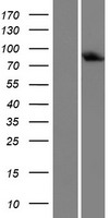 LSS Protein - Western validation with an anti-DDK antibody * L: Control HEK293 lysate R: Over-expression lysate