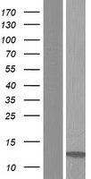LST1 Protein - Western validation with an anti-DDK antibody * L: Control HEK293 lysate R: Over-expression lysate
