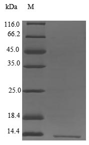 LST1 Protein - (Tris-Glycine gel) Discontinuous SDS-PAGE (reduced) with 5% enrichment gel and 15% separation gel.