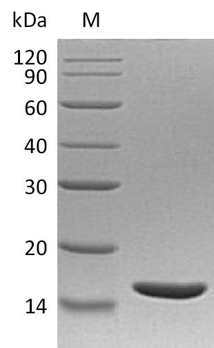 LTA / TNF Beta Protein - (Tris-Glycine gel) Discontinuous SDS-PAGE (reduced) with 5% enrichment gel and 15% separation gel.