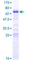 Luc7 / LUC7L Protein - 12.5% SDS-PAGE of human LUC7L stained with Coomassie Blue