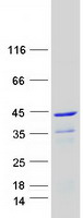 Luc7 / LUC7L Protein - Purified recombinant protein LUC7L was analyzed by SDS-PAGE gel and Coomassie Blue Staining